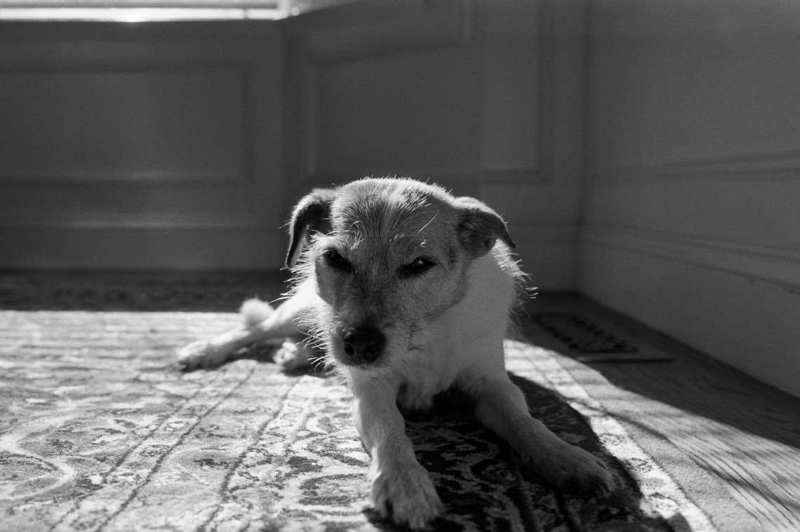 Ilford FP4 plus shot at box speed, developed in Ilford DD-X for 8 minutes.