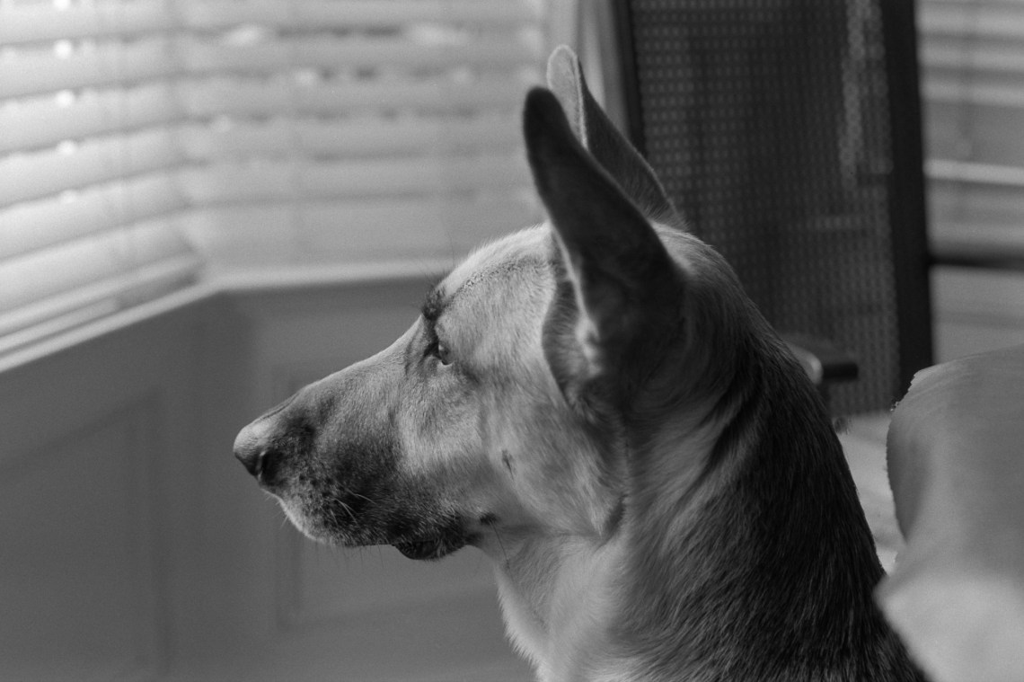 Ilford FP4 plus shot at box speed, developed in Ilford DD-X for 8 minutes.